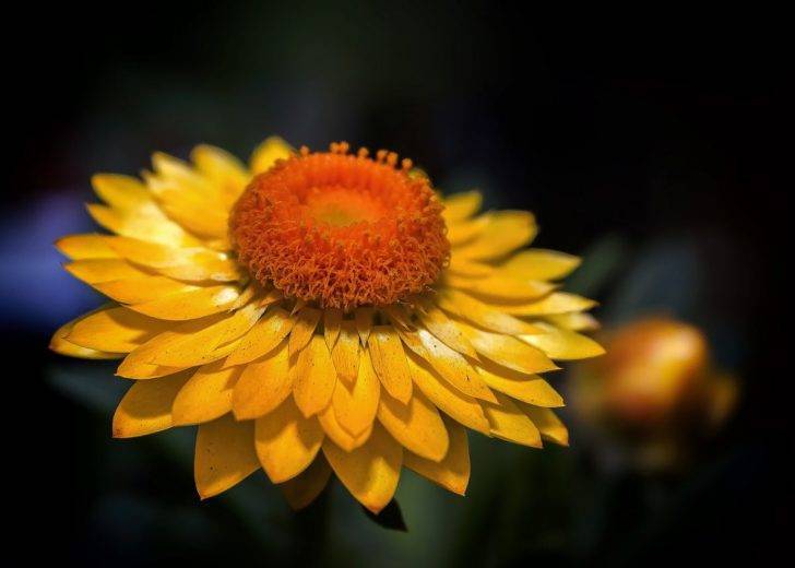 Цветок бессмертник: особенности, правила выращивания, польза