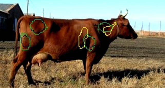 Как правильно ставить уколы коровам и телятам