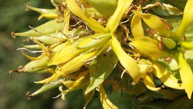 Горечавка или гентиана (gentiana): описание цветов и методики выращивания