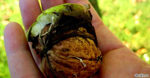 Как и чем можно быстро отмыть руки от следов зеленых грецких орехов?