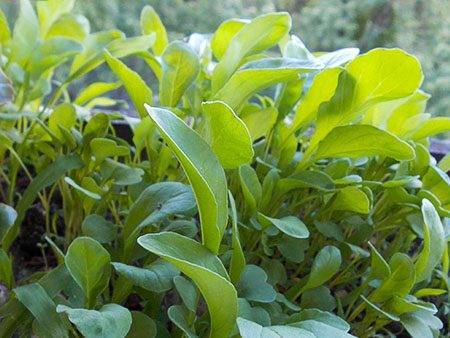 Растение салат: выращивание из семян в домашних условиях и в открытом грунте