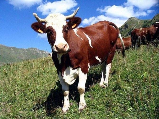 Дойка коровы: как это делать правильно?