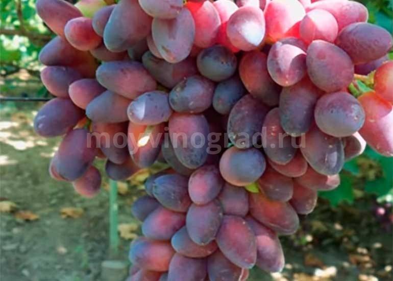 Виноград красотка: особенности сорта и правила ухода