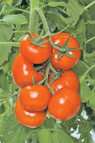Сорт бетта — ранние польские помидоры
