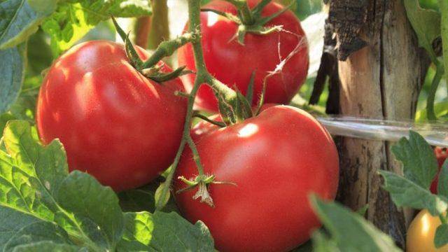 9 самых вкусных и урожайных сортов томатов
