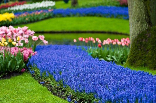 Низкорослые садовые цветы (28 фото): многолетние и однолетние декоративные карликовые виды и сорта цветов для дачи, примеры клумб