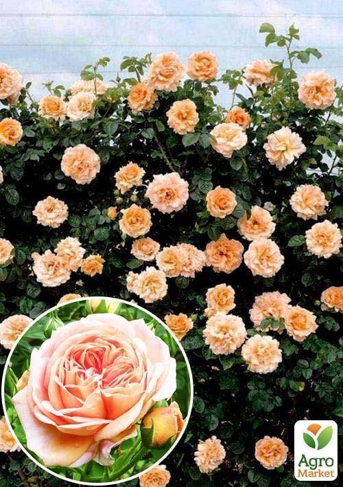 Плетистая роза полька: описание сорта, особенности выращивания и ухода