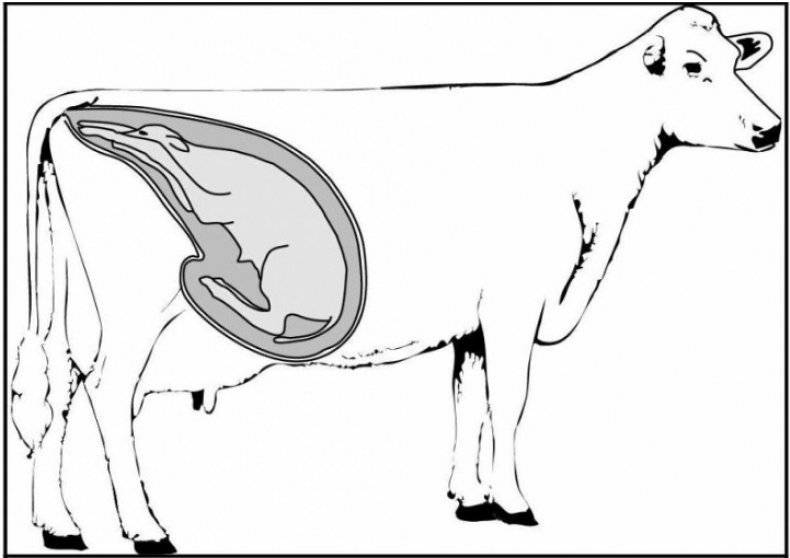 Как у коровы предотвратить выкидыш