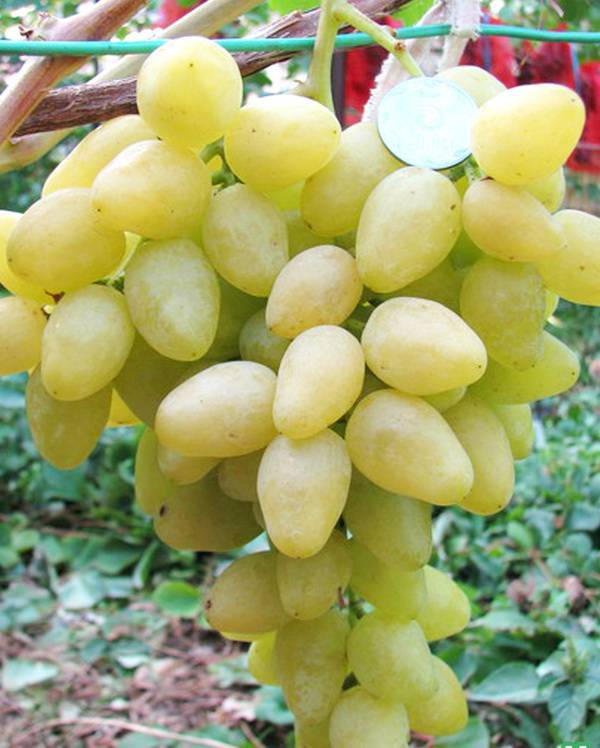 Виноград чарли: сорт, названный антрацитом за насыщенный почти чёрный цвет ароматных ягод