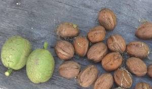 Выбор сорта и выращивание маньчжурского ореха в подмосковье