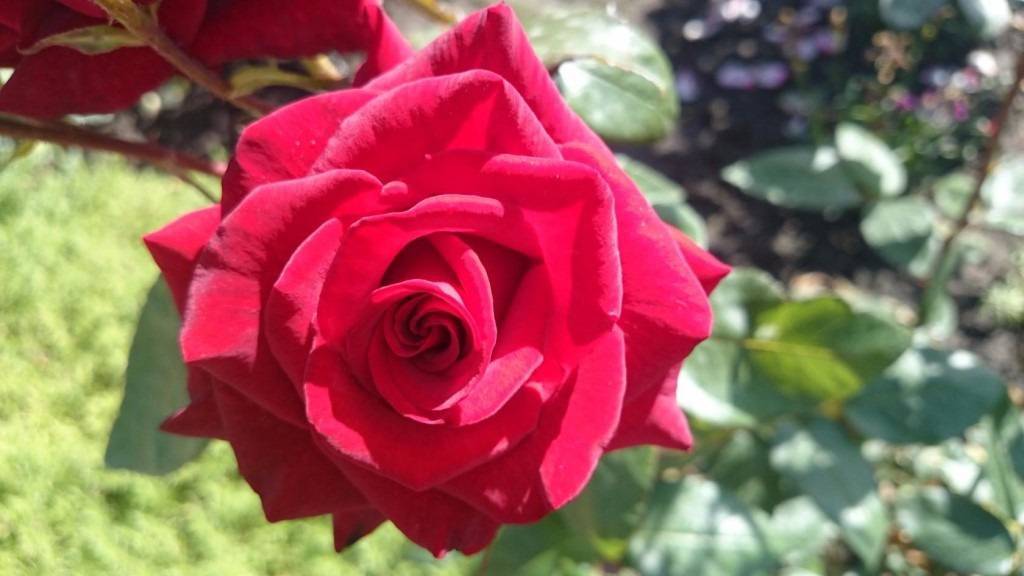 Роза канадская александр маккензи