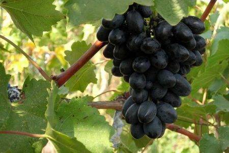 Виноград страшенский – описание сорта, особенности ухода и посадки