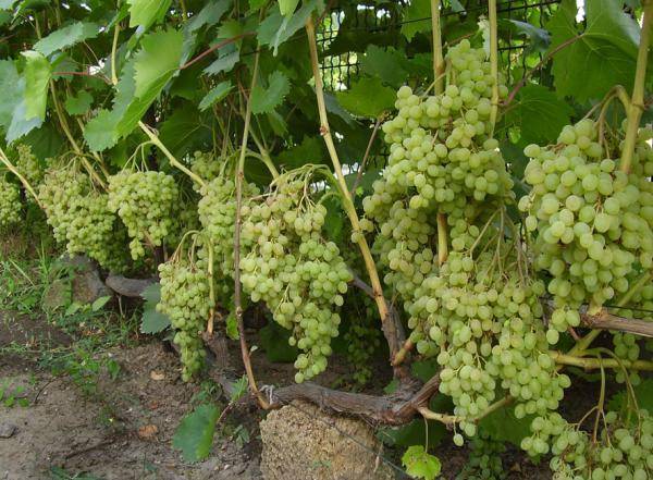 Сорт винограда русбол: легкий уход и отличный урожай