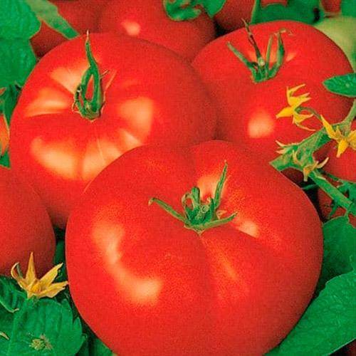 Описание и выращивание «волгоградских» томатов
