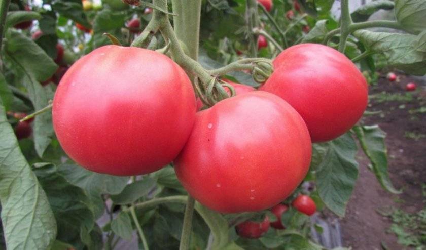 «розовое чудо» — самый ранний и вкусный томат