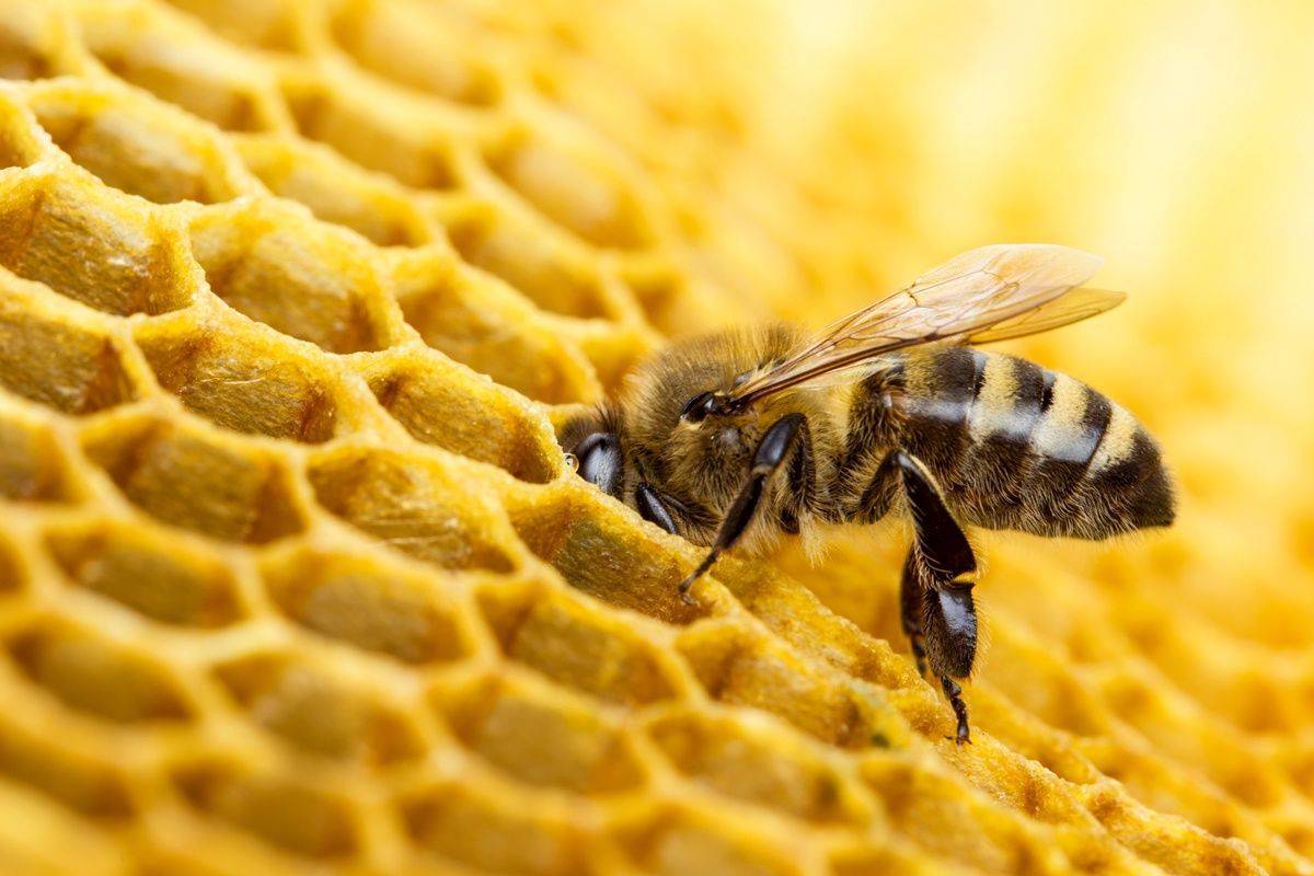 Методы лечения варроатоза пчел