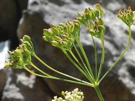Распространенные виды цветка камнеломка: особенности выращивания и уход дома