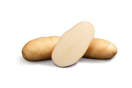 Раннеспелый картофель вега: высокий урожай с минимумом хлопот