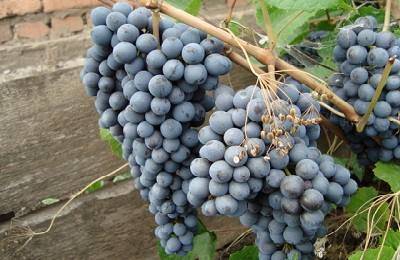 Виноград памяти домбковской: особенности сорта и 8 правил выращивания