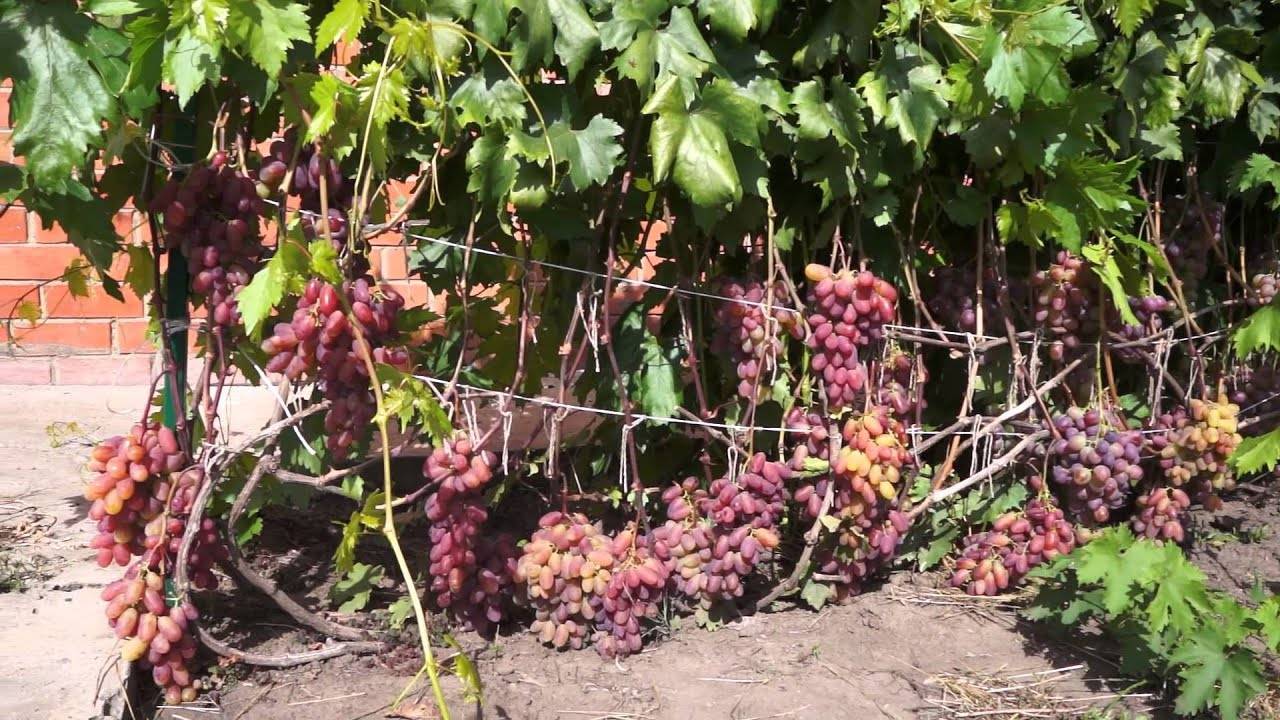 Характеристика сорта винограда юбилей новочеркасска