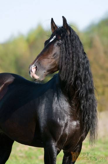 Андалузская лошадь: характер, масти, фото - общая информация - 2020