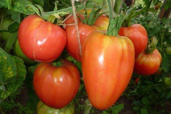 Лучшие сорта помидор для сибири в теплице