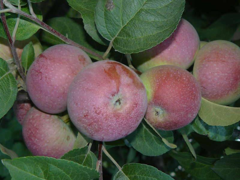 Описание сорта яблони лобо