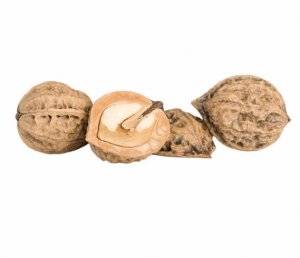 Маньчжурский орех: лечебные свойства, применение и противопоказания