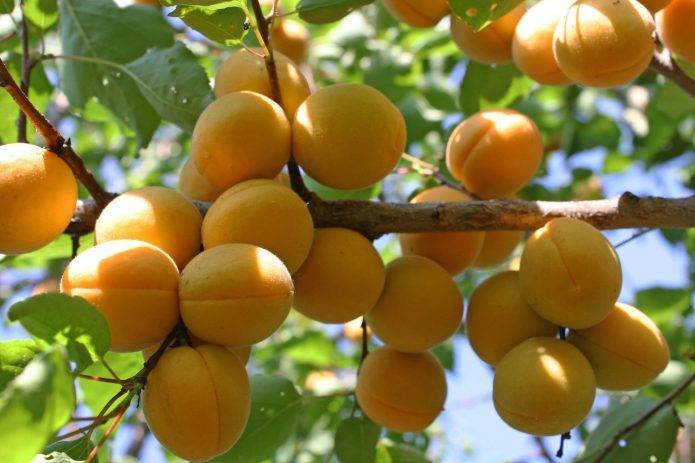 Описание и выращивание абрикоса сорта жигулевский сувенир