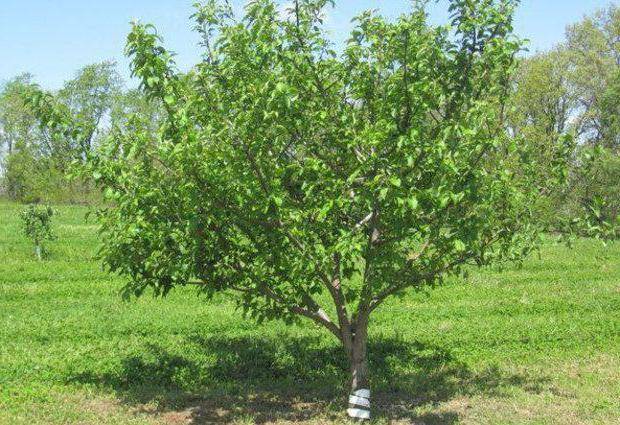 О яблоне башкирский красавец: описание сорта, характеристики, агротехника