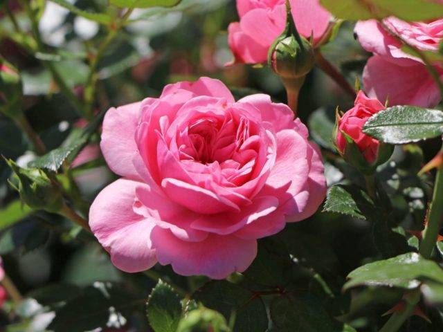 Чайно-гибридная роза илиос - описание, условия агротехники | о розе