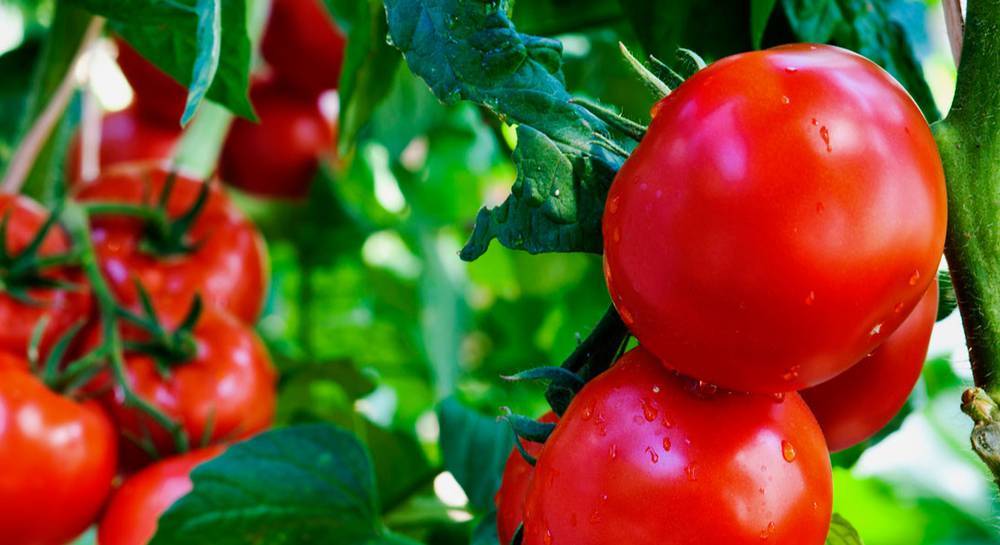 Как правильно формировать помидоры?