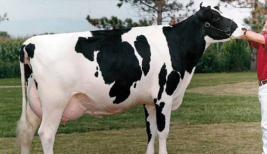 Красно-пестрая порода коров: характеристики удоев, вкус мяса, фото буренок голштинская масти — moloko-chr.ru