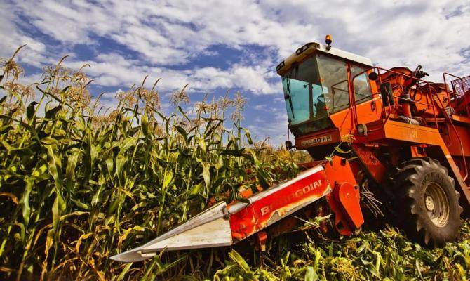 Технология выращивания кукурузы на зерно: посев, уход, сбор урожая