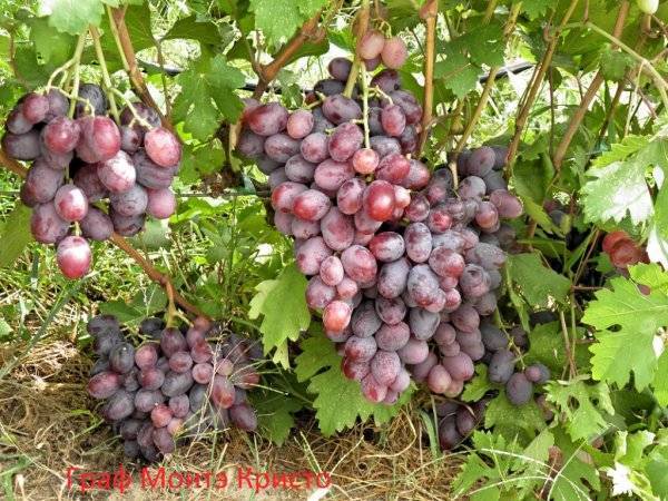 Виноград граф монте-кристо: описание сорта и его фото, характеристики и особенности выращивания