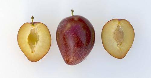 Сливово-вишневый гибрид майнер посадка и уход. как вырастить сливово-вишневый гибрид