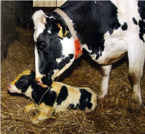 Послеродовой парез у крупнорогатого скота: причины появления заболевания, методики лечения