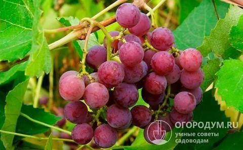 Виноград «изабелла»: описание сорта, польза и вред, фото, отзывы