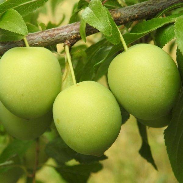 О сливово-вишневом гибриде: описание, скрещивание сорта, выращиние, уход