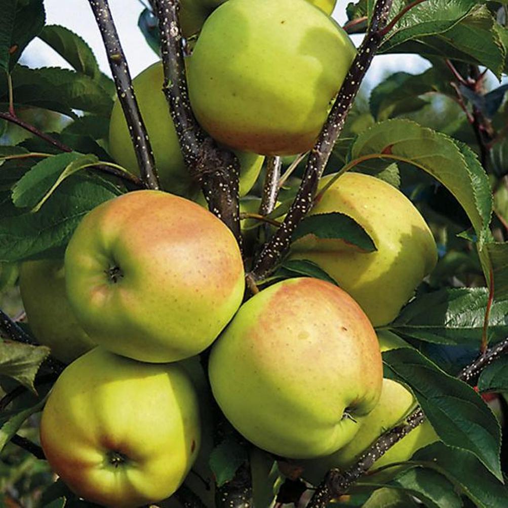 Яблоки голден: описание сорта, химический состав, отзывы