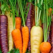 Характеристика и описание моркови сорта нантская