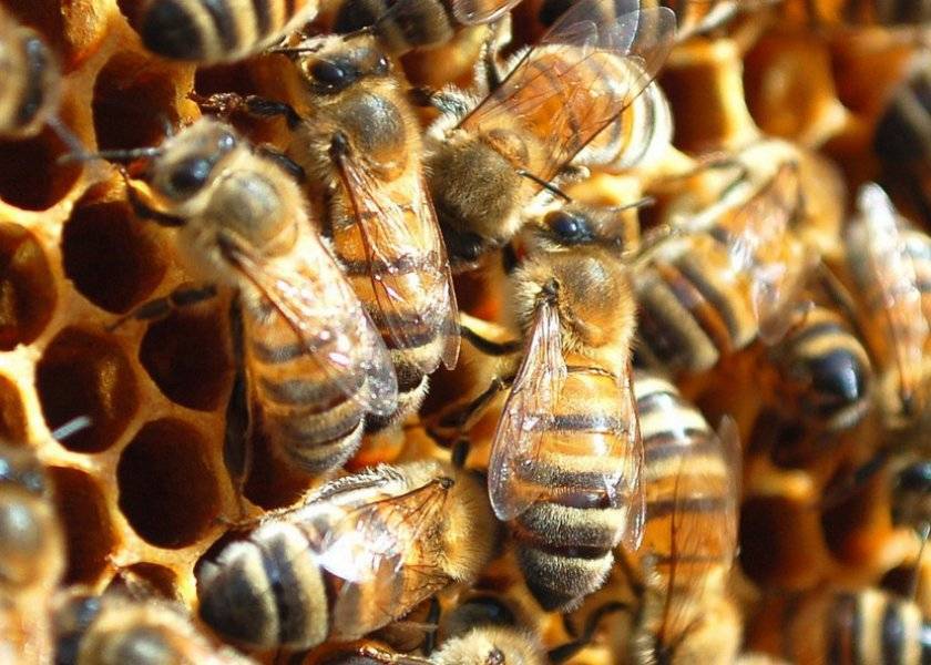 Пчелиная семья: её состав, жизнь, функции маток, трутней, рабочих пчел