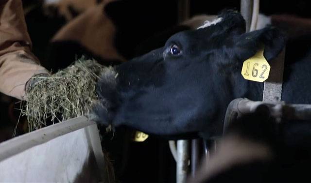 Корова не дается доиться бьет. как отучить корову лягаться во время доения? что будет, если не доить