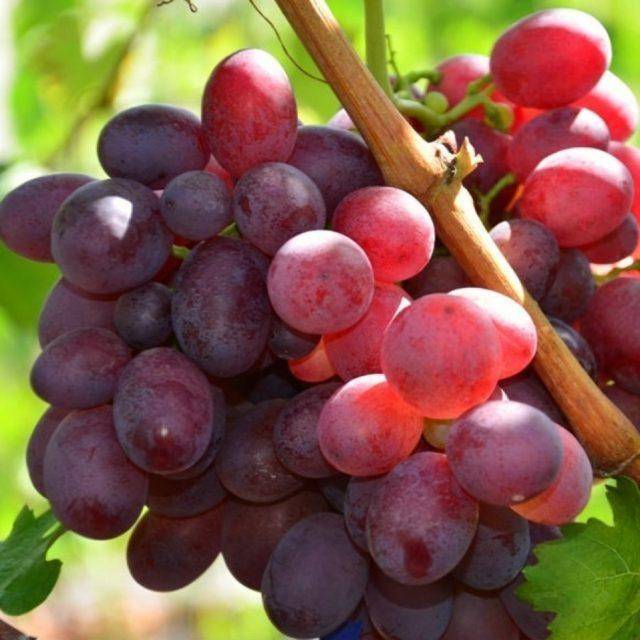 Сорт винограда памяти учителя - описание сорта, характеристики