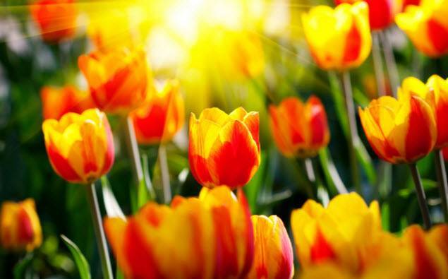 Тюльпаны: выращивание в саду, когда сажать и выкапывать
