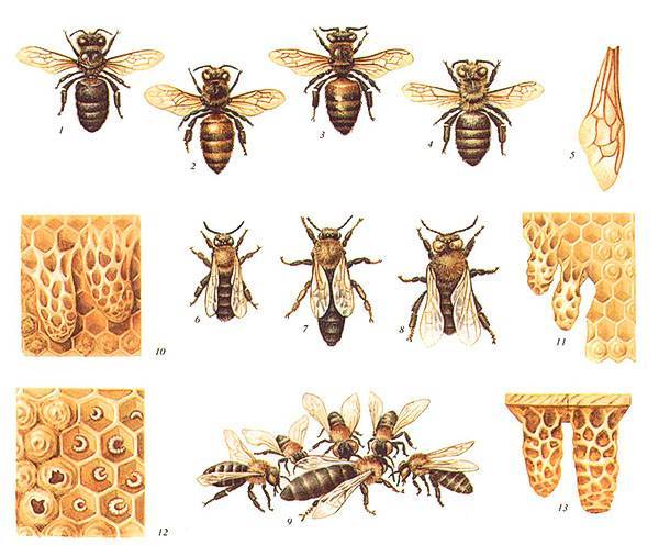 Рабочая медоносная пчела