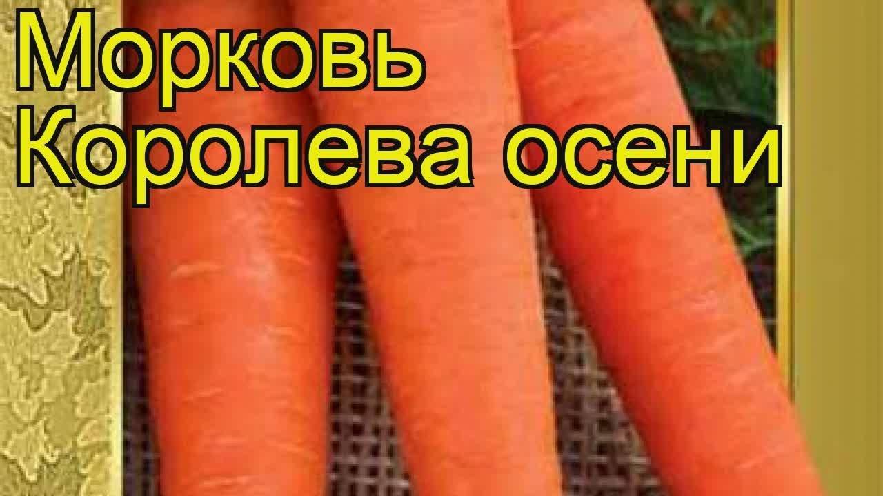 Морозоустойчивый сорт моркови королева осени