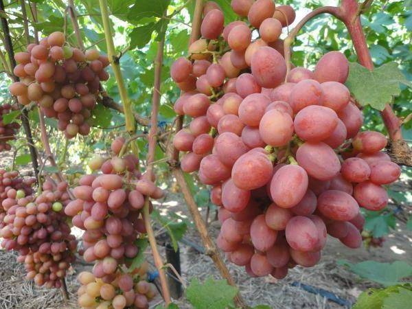 Великолепный гибридный сорт винограда гурман: описание и особенности выращивания