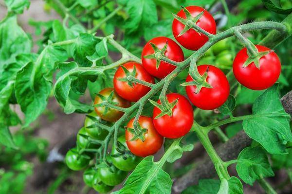 Сортовые томаты на моем огороде. лето 2019 - страна мам