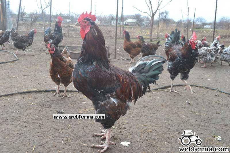 Ливенская порода кур